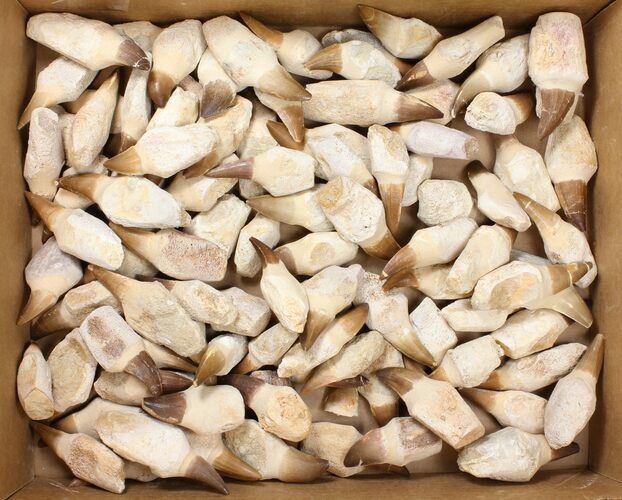 Lot - to Fossil Mosasaur Teeth (Composite Roots) - Pieces #134100